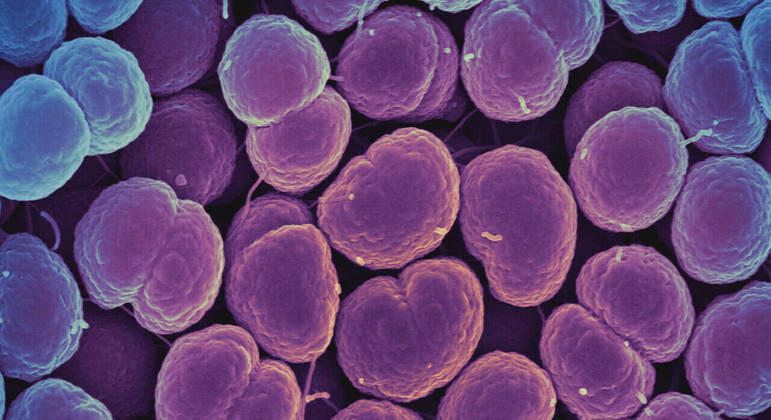 Bactéria N. gonorrhoeae está se tornando resistente aos antibióticos normalmente usados DIVULGAÇÃO/NATIONAL INSTITUTE OF ALLERGY AND INFECTIOUS DISEASES, NATIONAL INSTITUTES OF HEALTH